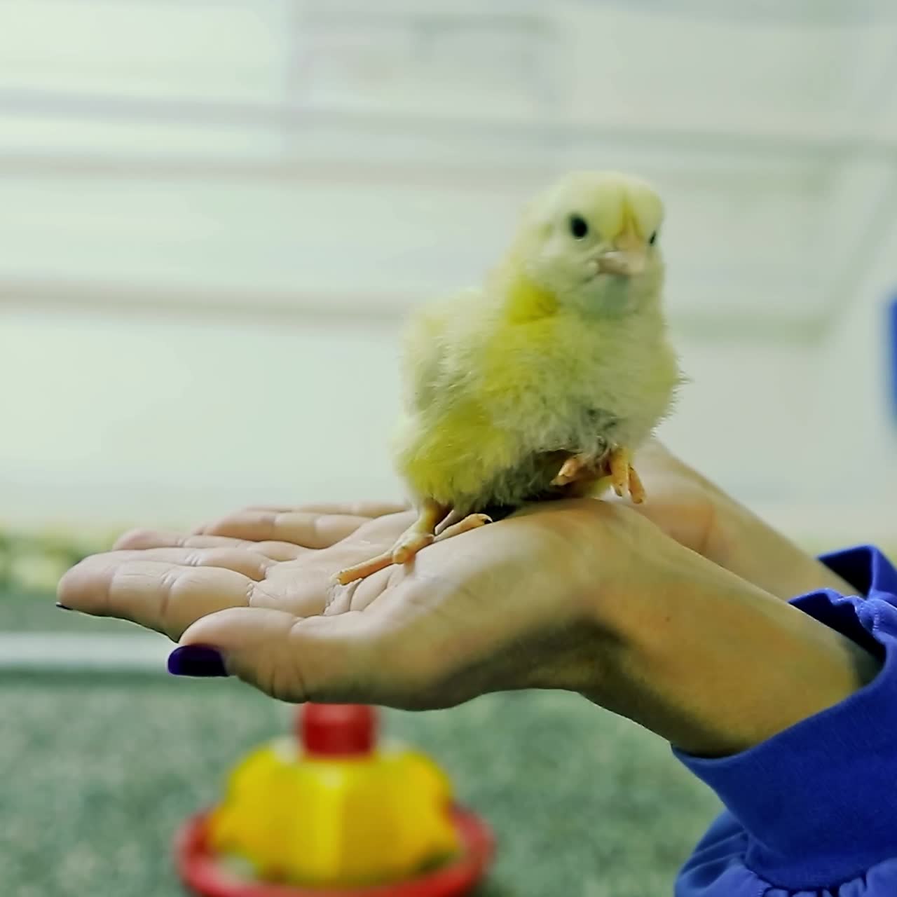 Farmer holds chick on hand