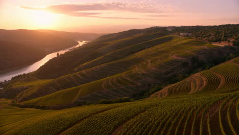 sunset over terraced vineyards of the douro valley