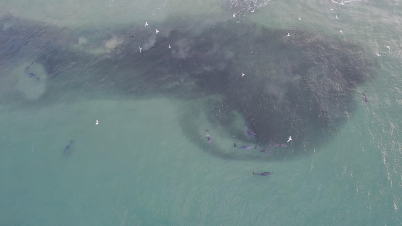 delfines nariz de botella cazando peces en la cabeza rota nsw - región de byron - australia