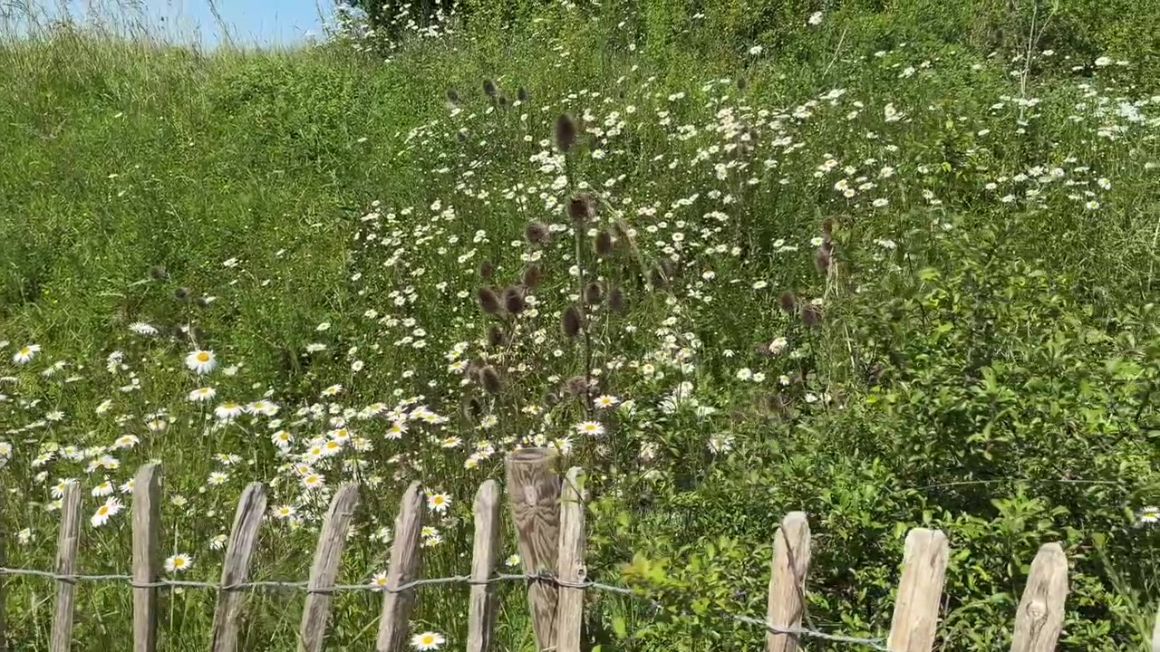 A rustic wooden fence stands in front of a vibrant green field filled with white daisies and other wildflowers on a sunny day in Gosport, England