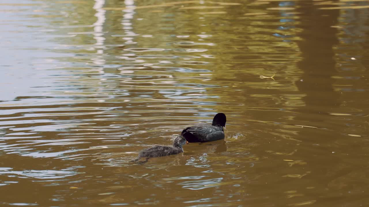 focha adulta y pollito nadando en el estanque, lindo pájaro bebé siguiendo a mamá, aves acuáticas en el río