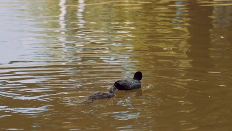 Focha-Adulta-Y-Pollito-Nadando-En-El-Estanque,-Lindo-Pájaro-Bebé-Siguiendo-A-Mamá,-Aves-Acuáticas-En-El-Río