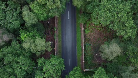 Eichen-überwuchern-Und-Bedecken-Eine-Landstraße-In-England