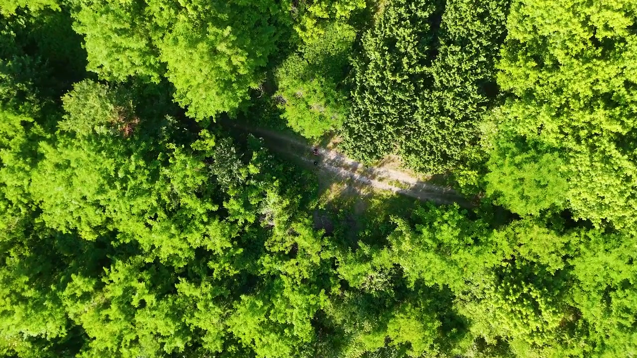 Inquadratura dall'alto con drone su alberi verdi lussureggianti e una strada sterrata tortuosa sotto la luce brillante del sole.