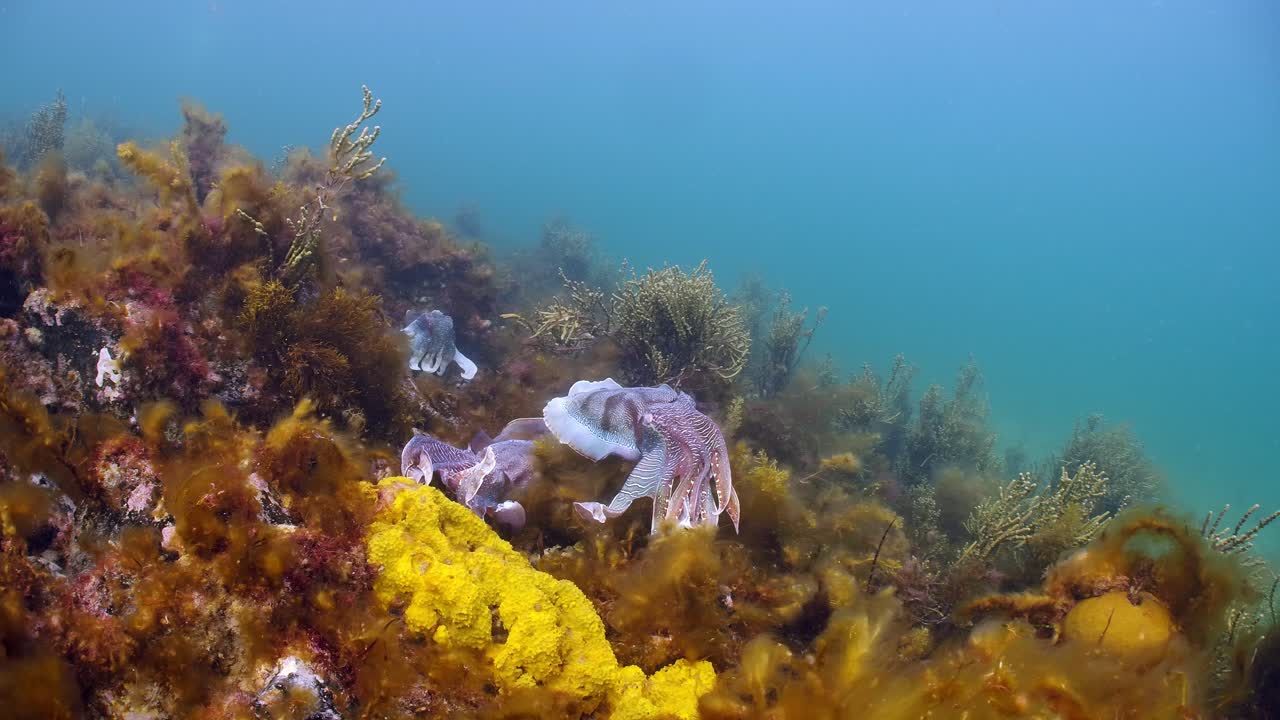 sepia gigante australiana sepia apama migración whyalla sur de australia 4k cámara lenta, apareamiento, puesta de huevos, lucha, agregación, bajo el agua