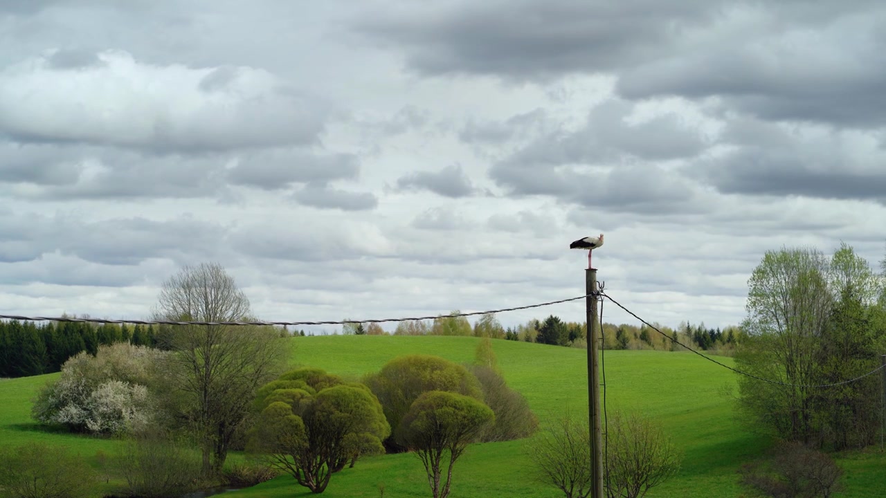 Timelapse af hvid stork stående på en elmast med skyer i bevægelse og grønt landskab i baggrunden