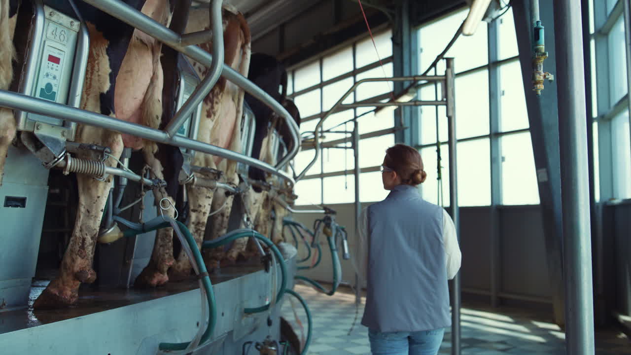 Woman walking cows milking parlour rear view. Modern dairy production facility.