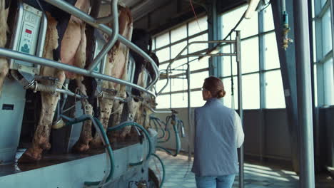 woman walking cows milking parlour rear view. modern dairy production facility.