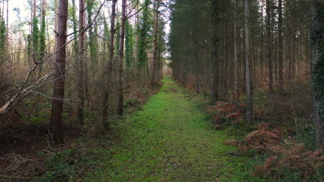 Eine-Wunderschöne-Drohnenaufnahme-Eines-Waldes-In-Der-Normandie