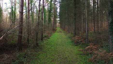 a beautiful drone shot of a forest in normandy