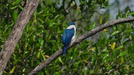 Mirando-Hacia-La-Derecha,-Moviendo-La-Cabeza-Como-Se-Ve-Desde-Atrás-Mientras-La-Cámara-Se-Aleja,-El-Martín-Pescador-De-Collar-Todiramphus-Chloris,-Tailandia