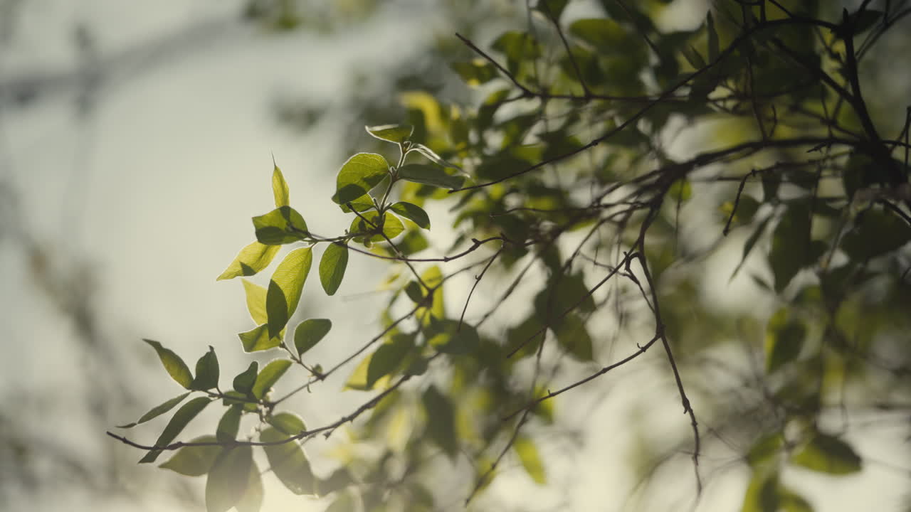 Close-up view of spring foliage