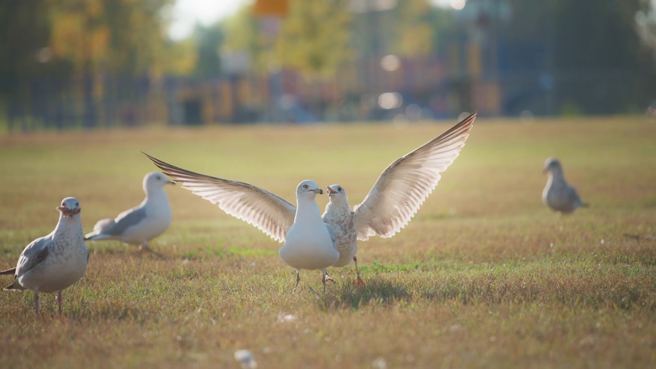 Zwei Möwen kämpfen im Park