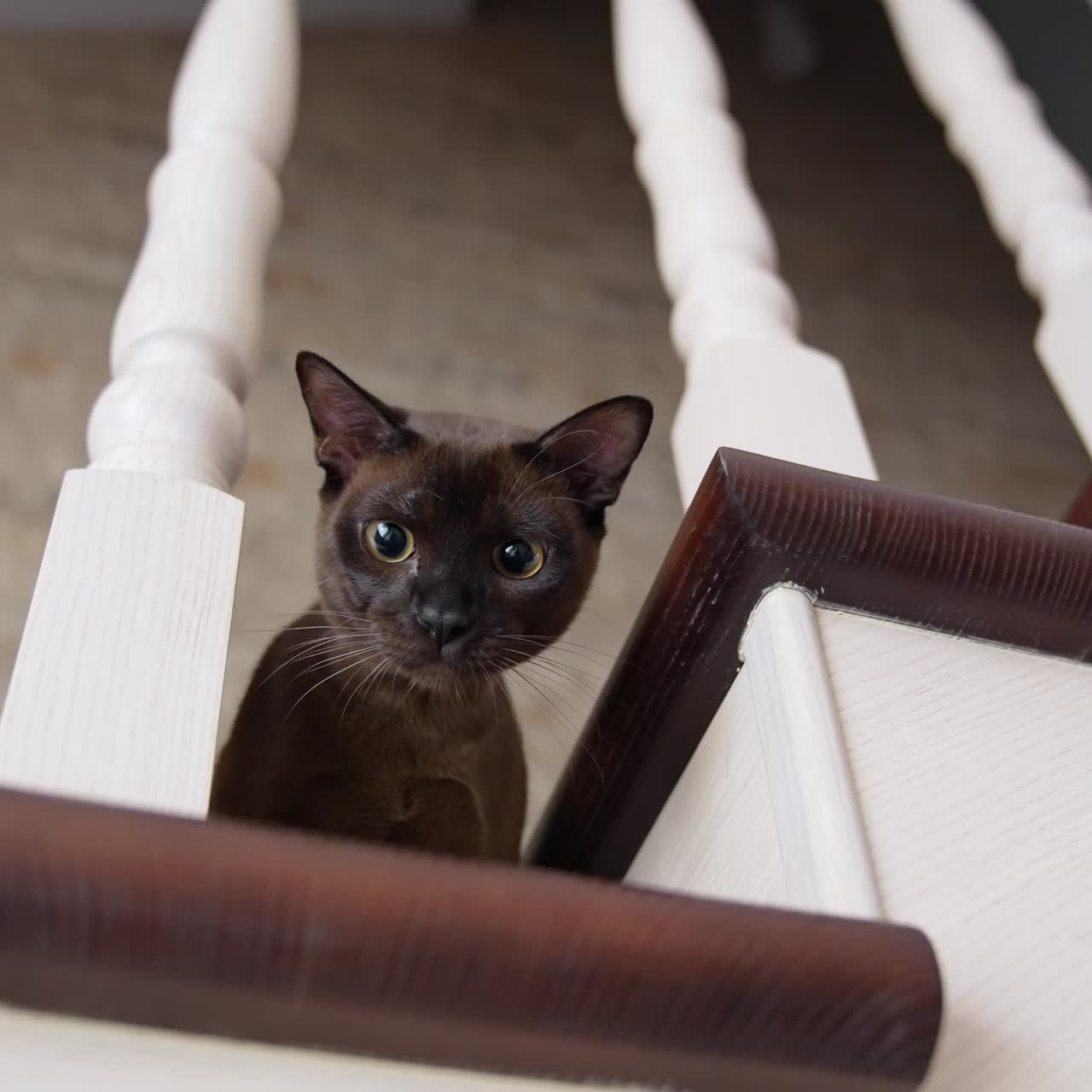 Gatto domestico a casa sulle scale