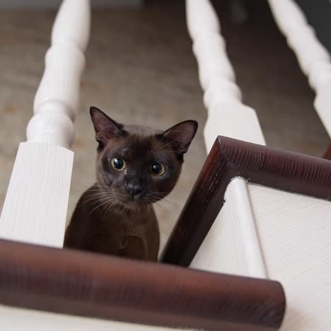 domestic cat at home on stairs