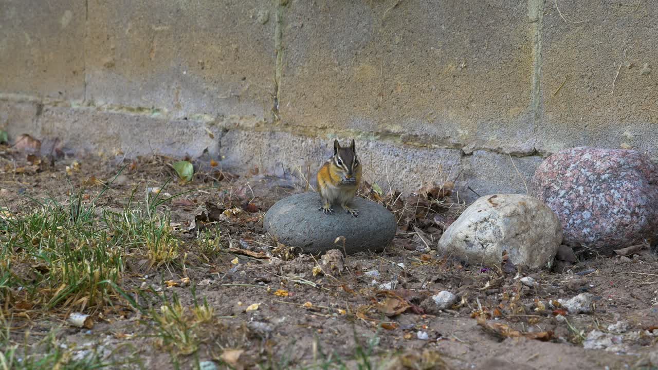 ardilla corriendo hacia el marco y comiendo encima de una roca