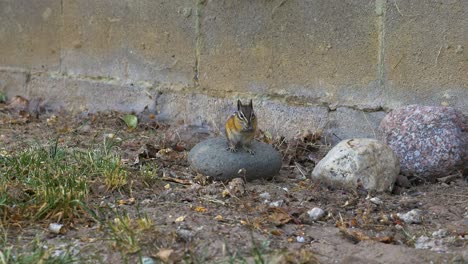 chipmunk running into frame and eating on top of a rock