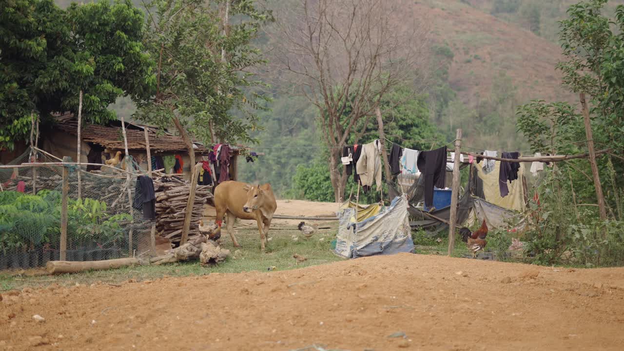 Rural Village Scene with Cow and Laundry