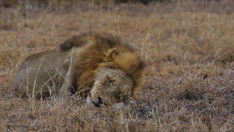 male lion lays head down to fall asleep in greater kruger national park, south africa