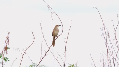 Gestreifter-Grasvogel,-Megalurus-Palustris,-4k-Aufnahmen