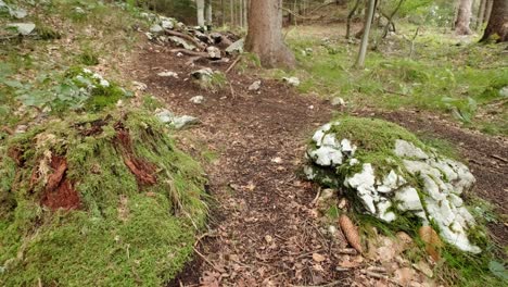 Un-Hombre-Caminando-Por-Un-Bosque-Muy-Verde-En-Un-Día-Nublado-En-Eslovenia-Ubicado-Cerca-Del-Pueblo-De-Gozd-Martuljek