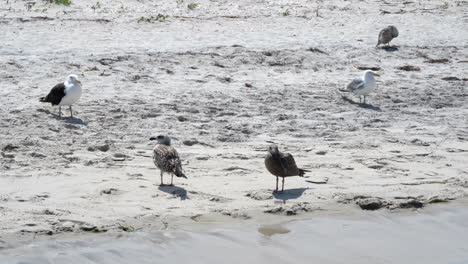 algunas gaviotas paradas en la arena de la playa