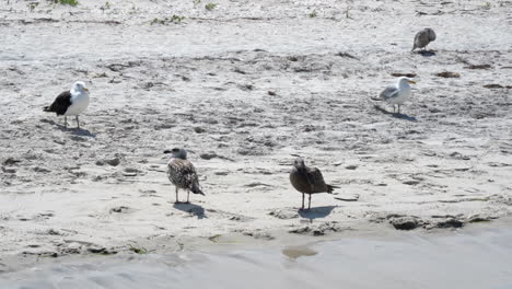 some seagulls standing on the sand at the beach