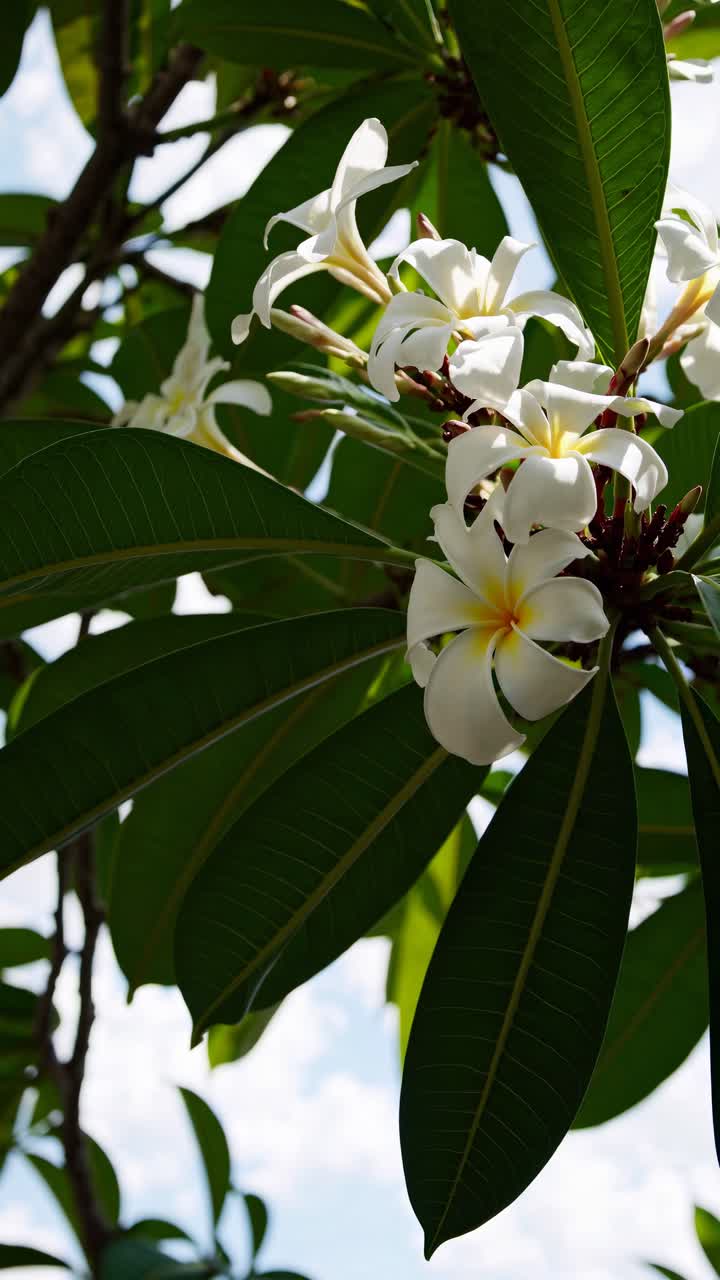 Fiori di Plumeria bianchi che ondeggiano dolcemente su un albero tropicale
