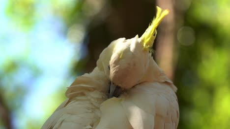 extreme close up shot capturing a wild cheeky sulphur-crested cockatoo, cacatua galerita with yellow crest, preening and grooming its white feathers in daylight