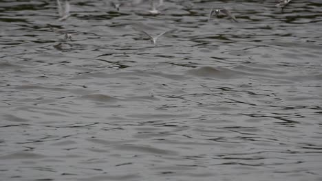 Terns-and-Gulls-Skimming-for-Food-are-migratory-seabirds-to-Thailand,-flying-around-in-circles,-taking-turns-to-skim-for-food-floating-on-the-sea-at-Bangpu-Recreational-Center-wharf