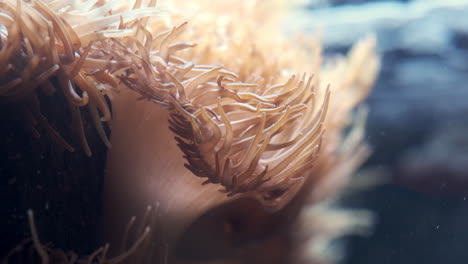 Underwater-view-of-coral-reef