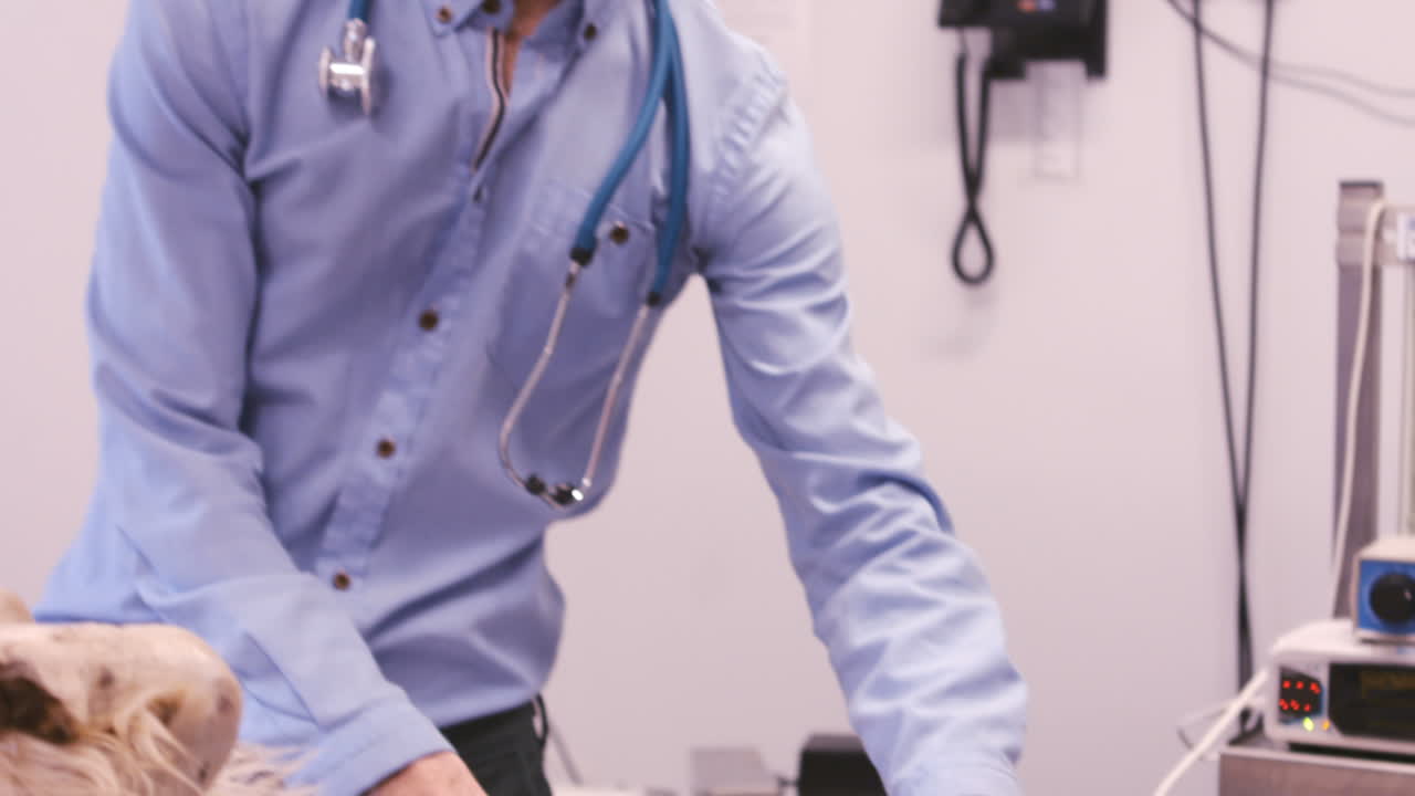 un veterinario examinando a un perro