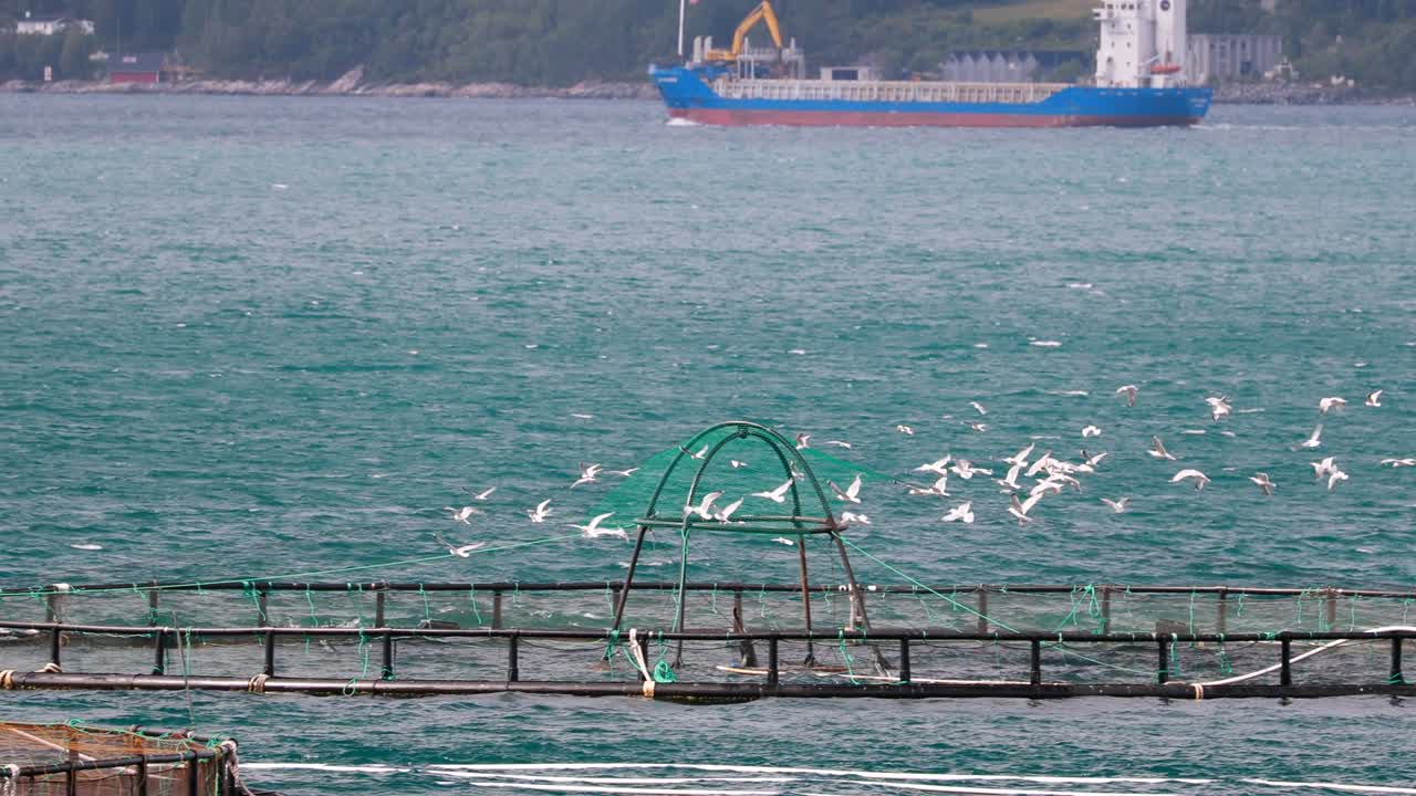 노르웨이의 아름다운 여름 빛의 날, 여름에 호수나 강에서 고기 농장, 어업 위에서 날아다니는 해파리.