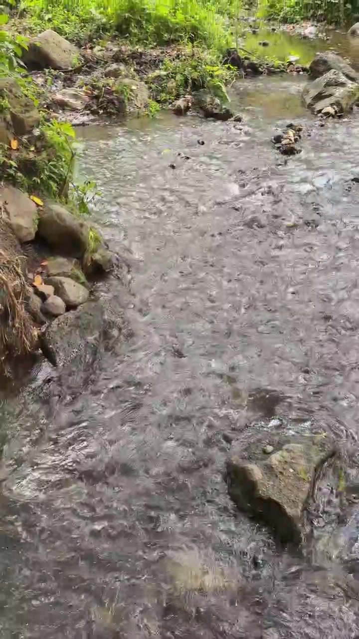 Pequeño arroyo forestal fluyendo sobre rocas en una exuberante naturaleza verde.