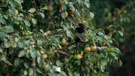 a eurasian magpie (pica pica) hops between the branches of an apple tree in slow motion, its black-and-white feathers contrasting against the leaves and unripe fruit. a glimpse of sweden’s wildlife.