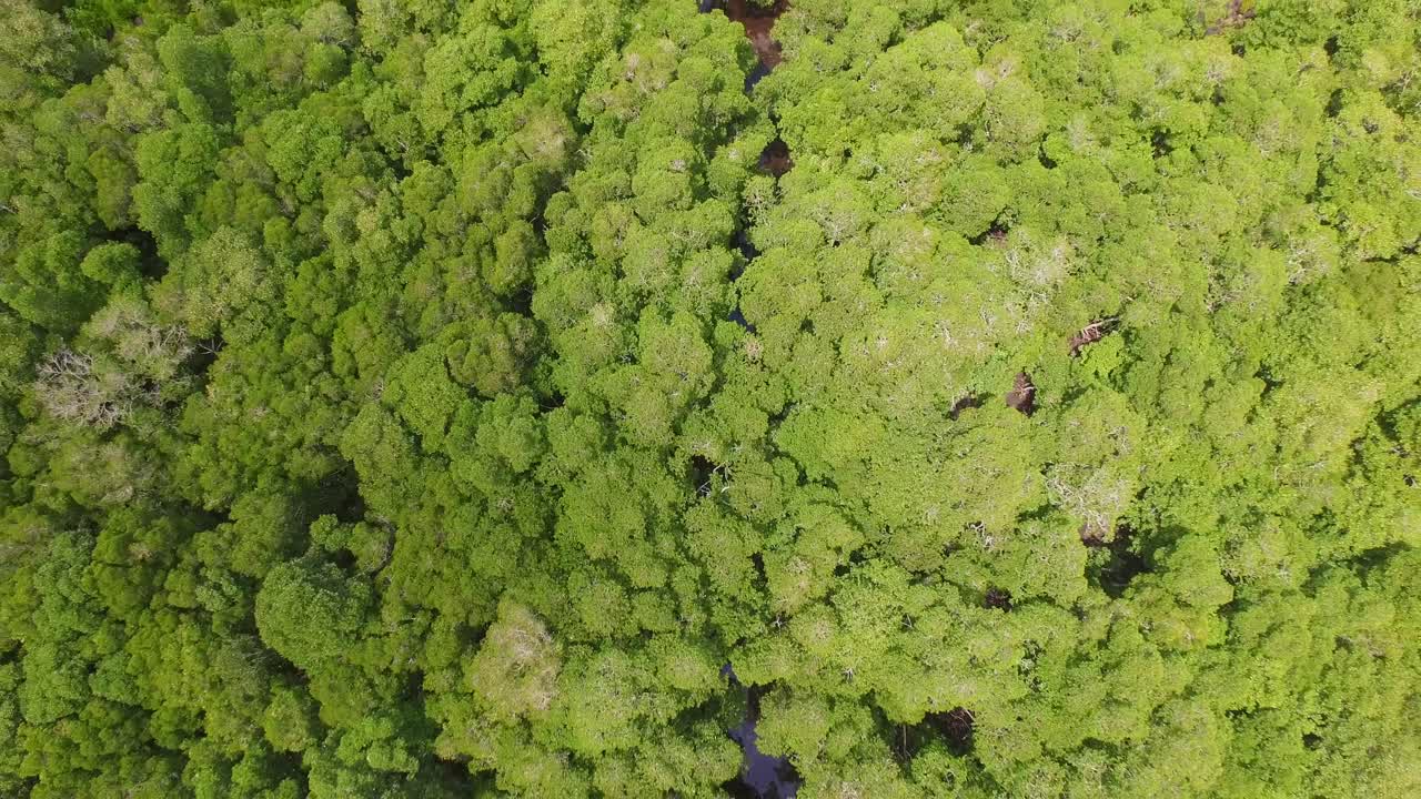 antena: bosque de manglares de zanzíbar