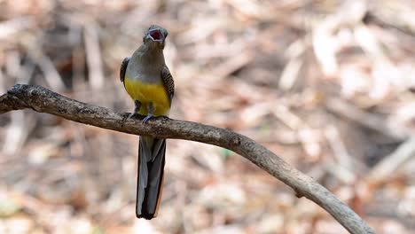 el trogón de pecho naranja es un ave confiada de tamaño mediano que se encuentra en tailandia