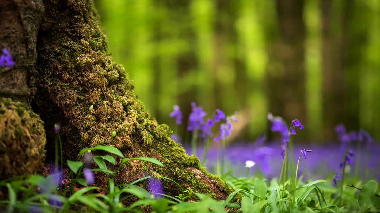 Time Lapse of Bluebells Forest during spring time in natural park in Ireland