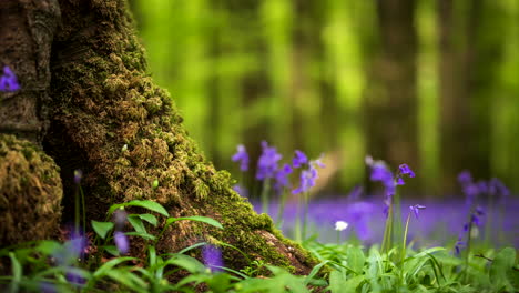 Zeitraffer-Des-Glockenblumenwaldes-Im-Frühling-Im-Naturpark-In-Irland