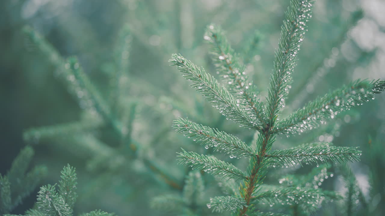 Evergreen Pine Tree Branch in Morning Sunlight Close Up With Raindrops on Pine Needles Branch Waves in Slight Breeze with other out of focus Pine Tree Branch Needles In Background 4K ProRes