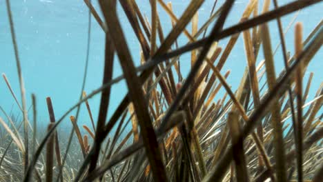 Cinematic-underwater-view-floating-through-wirriya-jalyanu-seagrass-in-a-pristine-blue-water-ecosystem