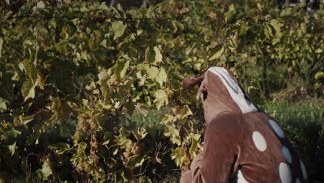 a child in a deer costume plucks grapes from a vineyard and eats