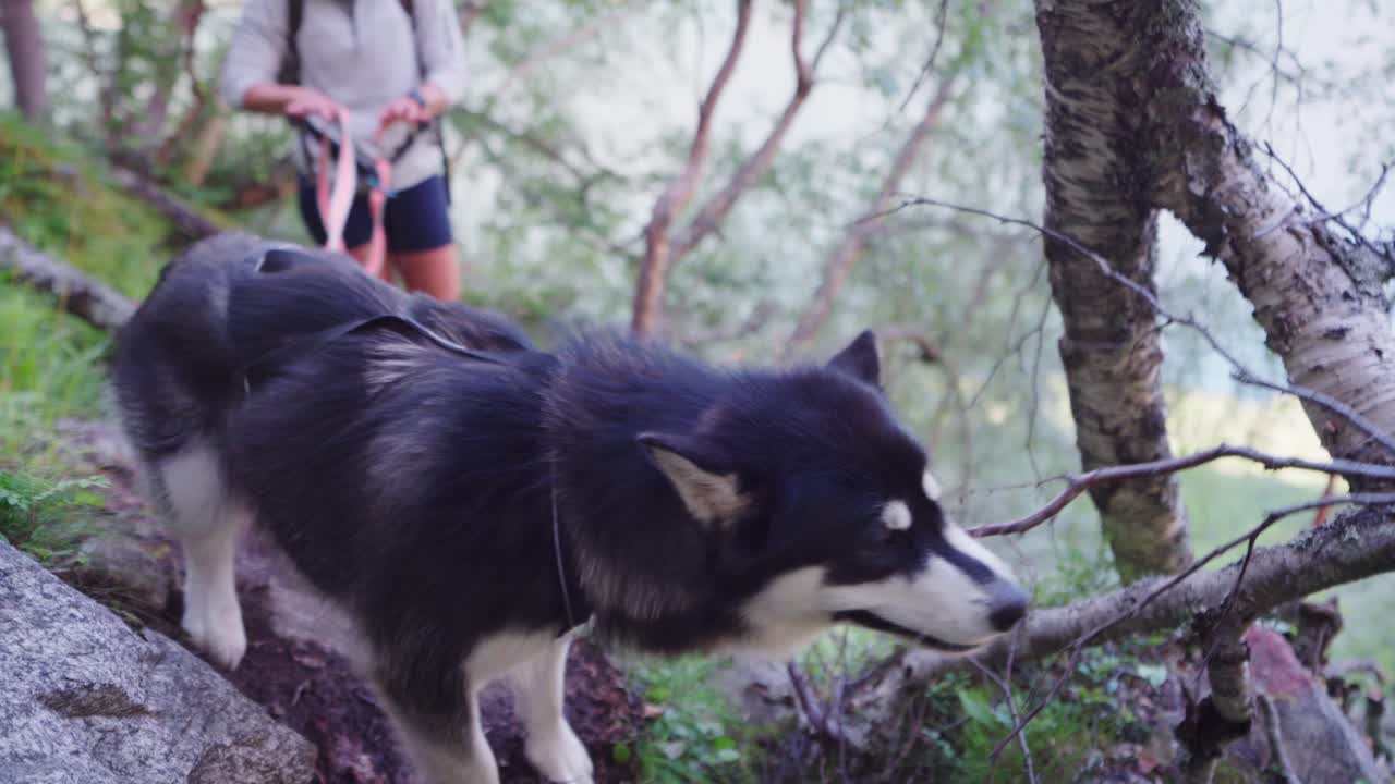 malamute de alaska mordiendo ramas secas durante una caminata en las montañas katthammaren en noruega