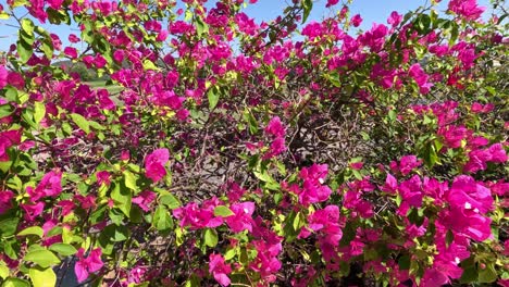 bright pink bougainvillea flowers swaying gently