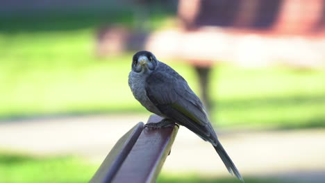 native australian bird, bold and curious noisy miners perching on the bench at urban new farm park, making chip chip calls on a beautiful afternoon in spring season, selective focus close up shot