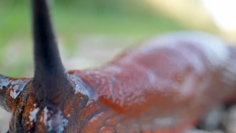 extreme macro of slick red slug in super slow motion outdoors - in focus shot with blur background