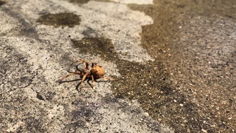 Araña-Marrón-Mojada-En-Cámara-Lenta-En-Un-Piso-De-Concreto