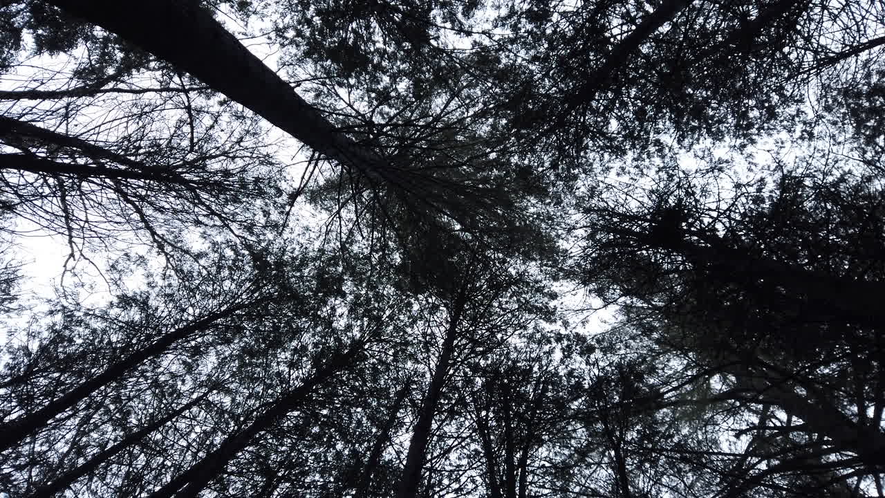Looking Up into a Dense Forest Canopy