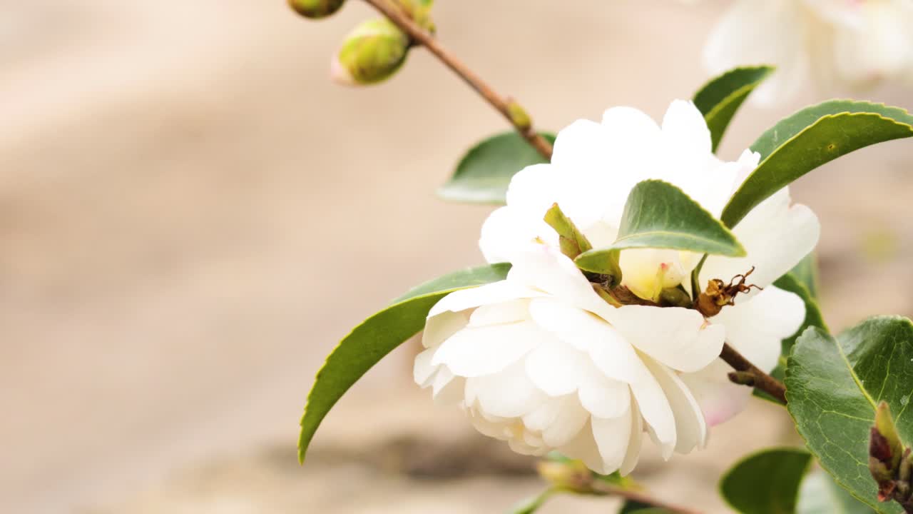 정원에서  꽃과 상호 작용하는 벌