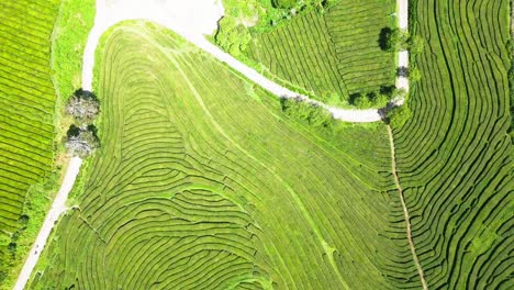 Cha-Gorreana-tea-plantation-aerial-view-with-lush-green-terraced-fields-in-the-Azores,-Portugal